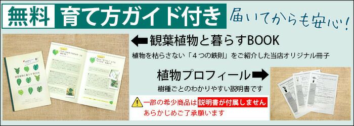 観葉植物現品販売