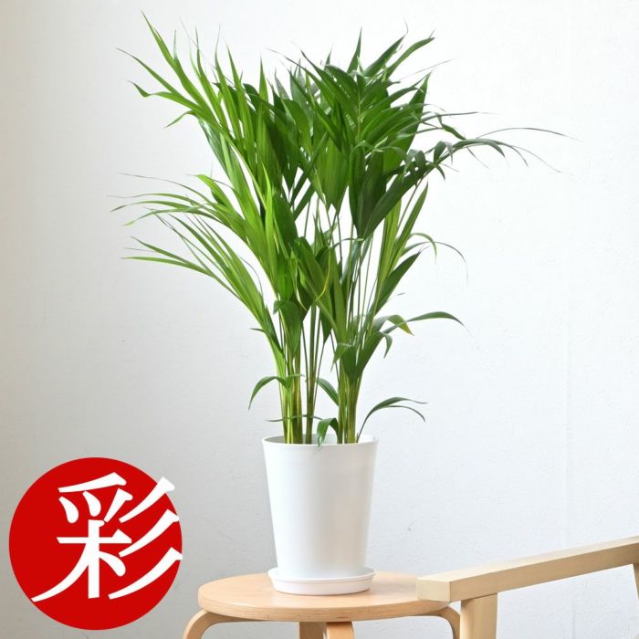 観葉植物 アレカヤシ 6号鉢 キャラメルブラウン鉢カバー付