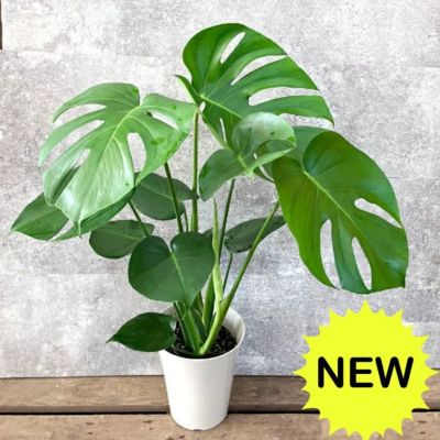 観葉植物 現品 ”新品種” フィカス・リン 【アウトレット】