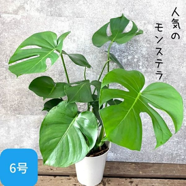 観葉植物 【新品】モンステラ6号サイズ 人気商品 室内用