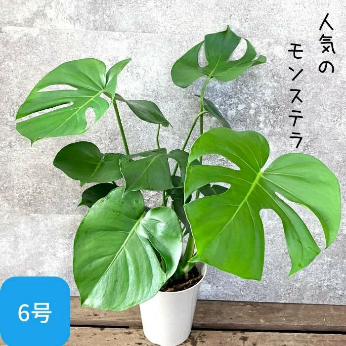 観葉植物現品販売
