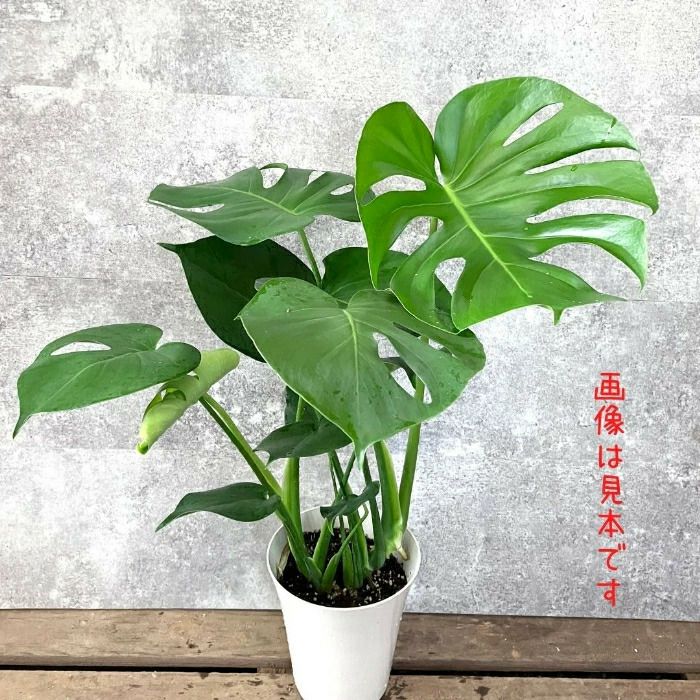 観葉植物現品販売
