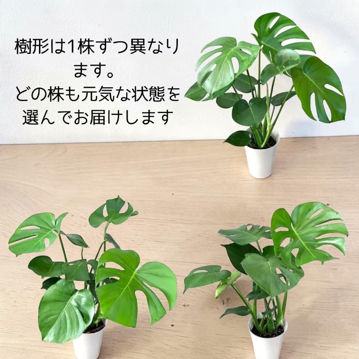 観葉植物現品販売