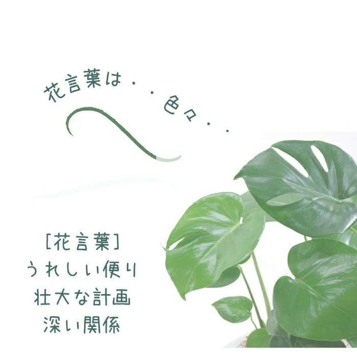 観葉植物現品販売