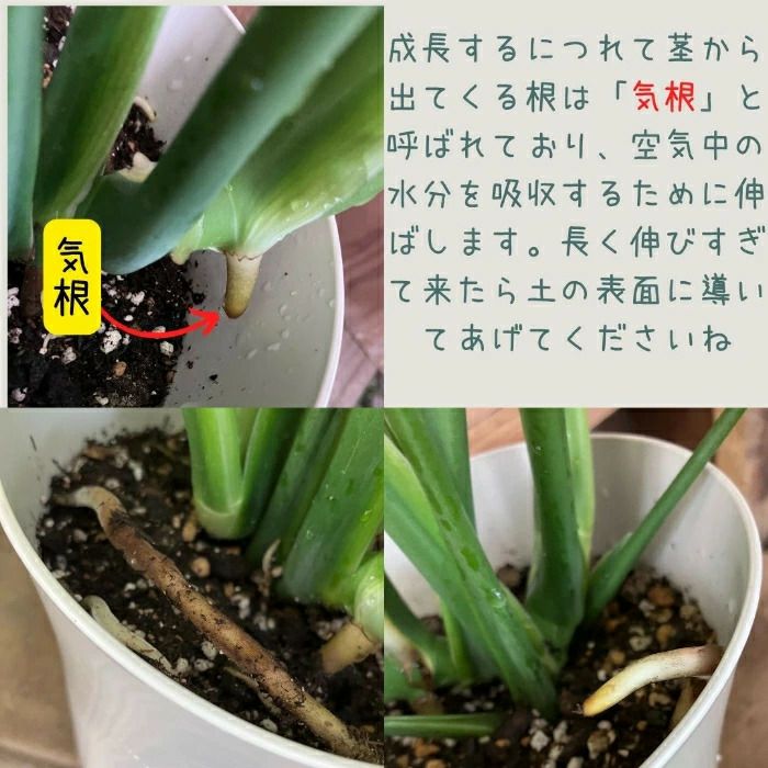 観葉植物現品販売