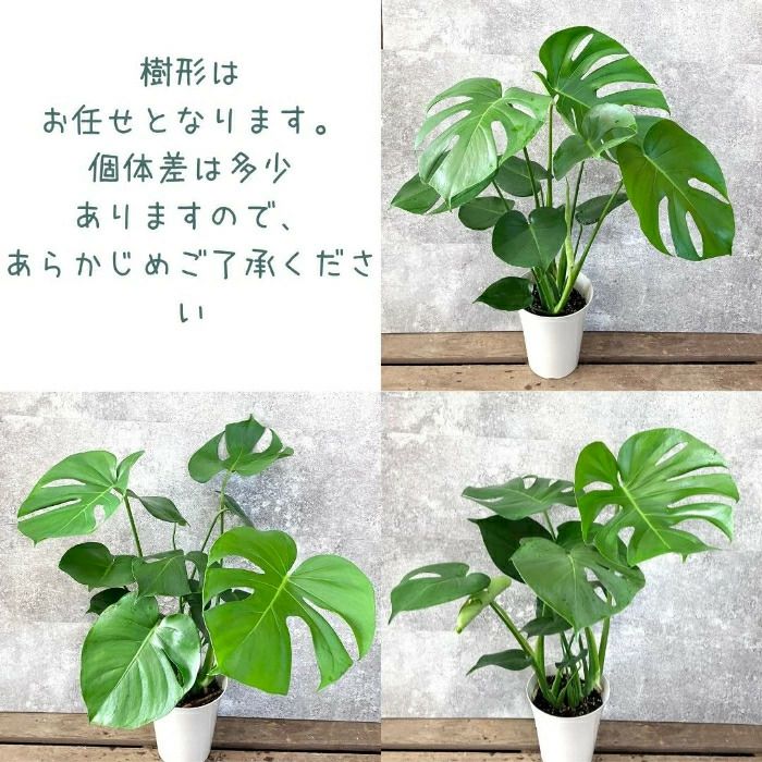 観葉植物現品販売