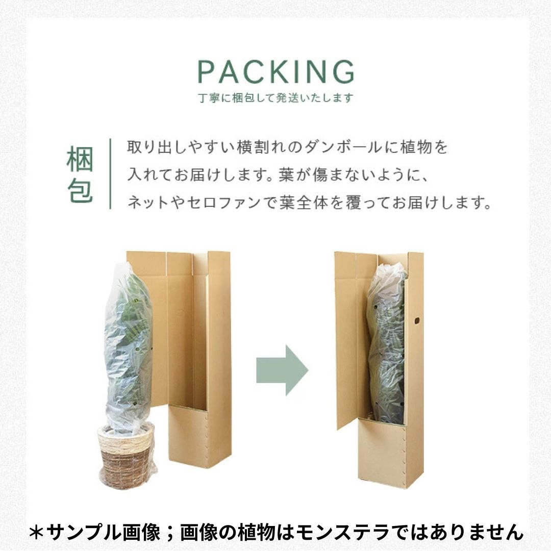 観葉植物現品販売