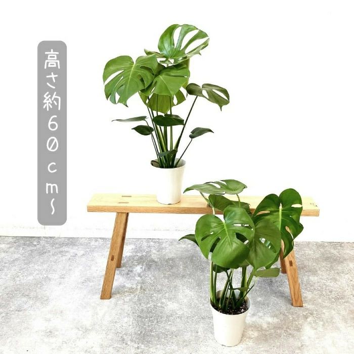 観葉植物現品販売