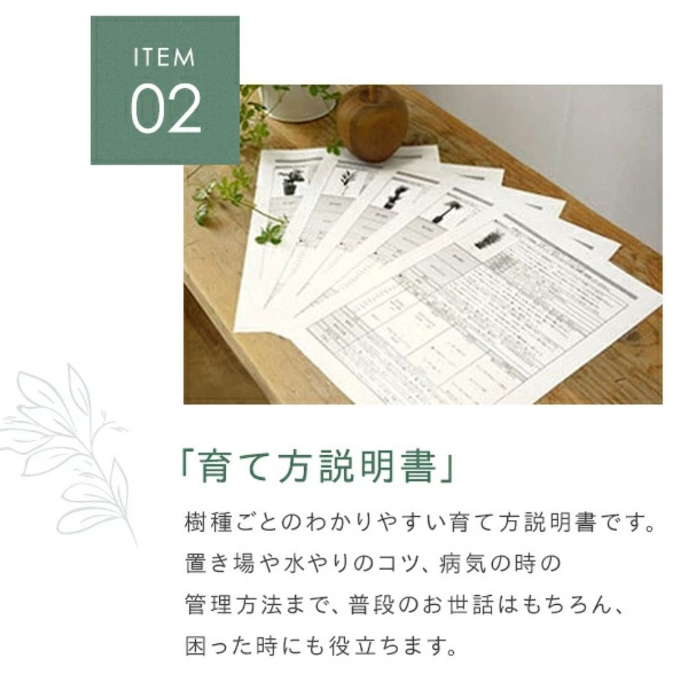 観葉植物現品販売