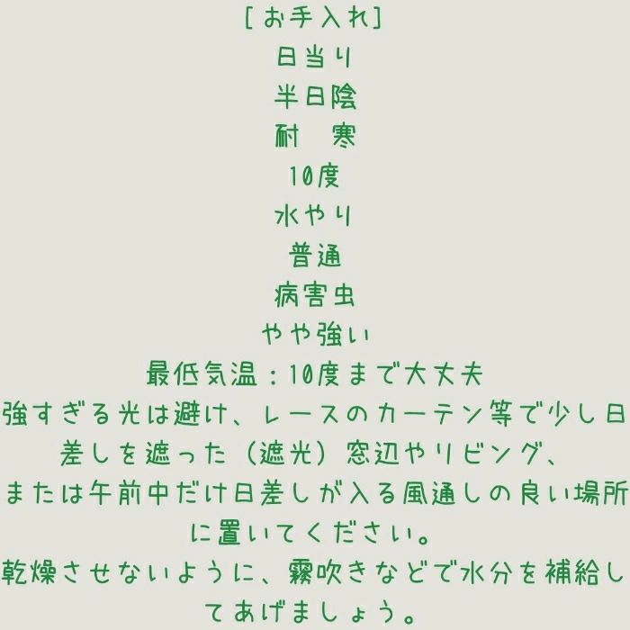 観葉植物現品販売