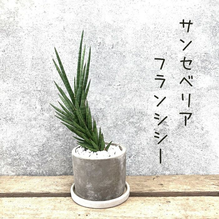 観葉植物現品販売