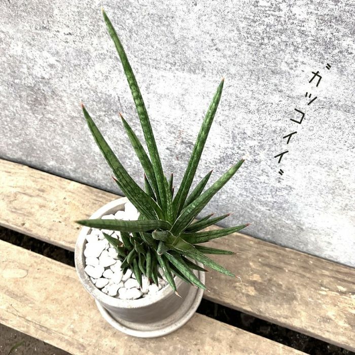 観葉植物現品販売