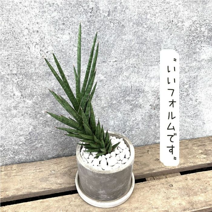 観葉植物現品販売