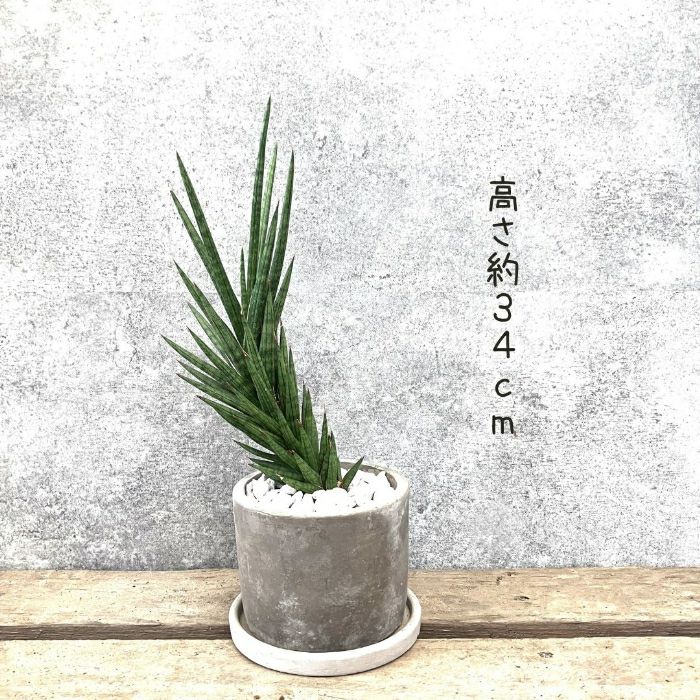 観葉植物現品販売