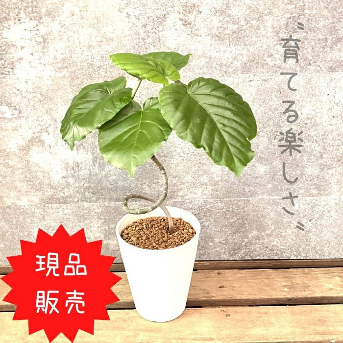 観葉植物現品販売
