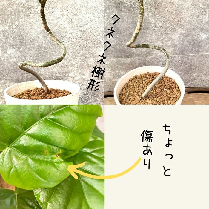観葉植物現品販売