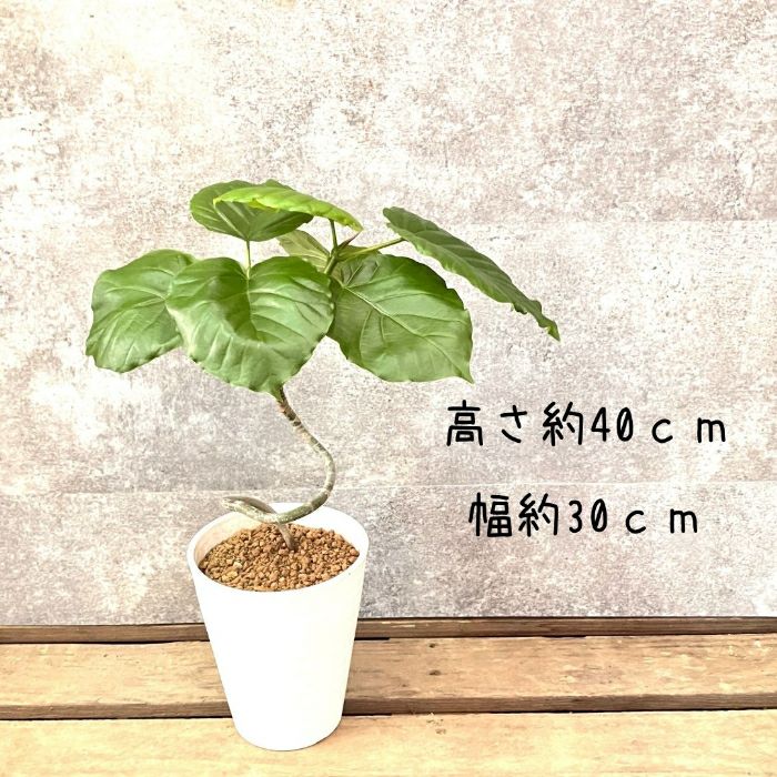 観葉植物現品販売