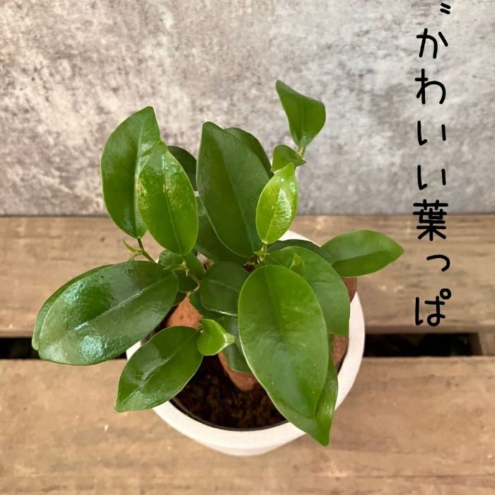 観葉植物現品販売