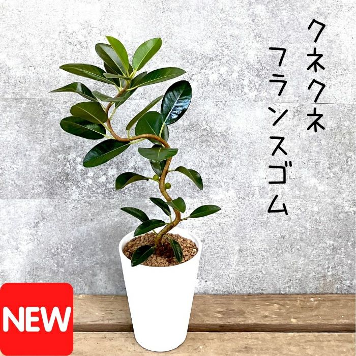 観葉植物現品販売