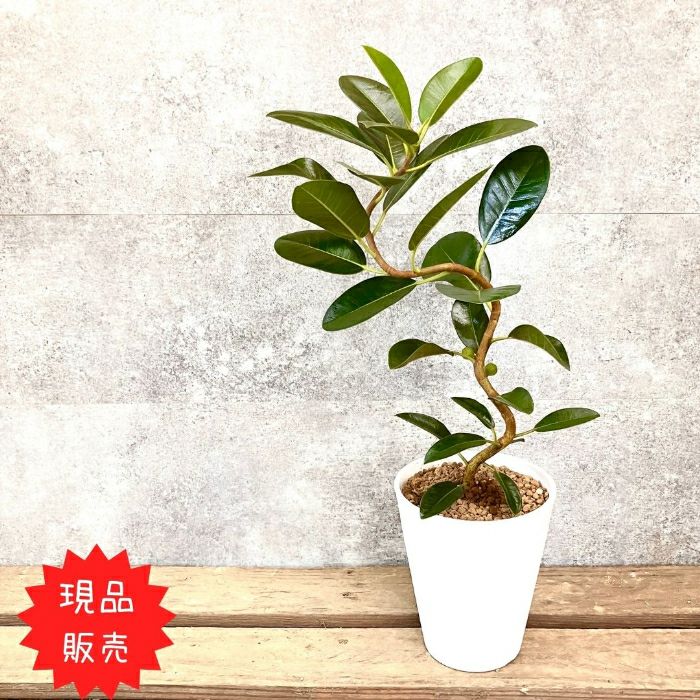 観葉植物現品販売