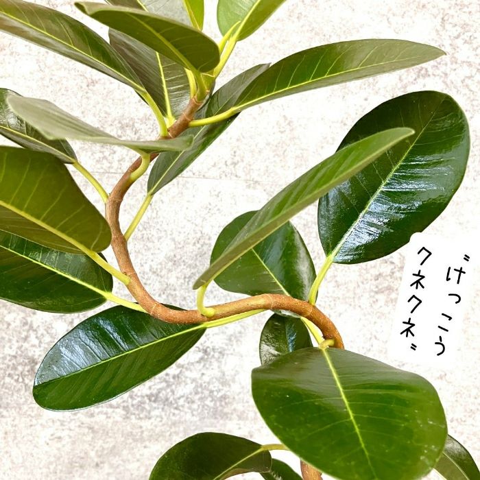 観葉植物現品販売