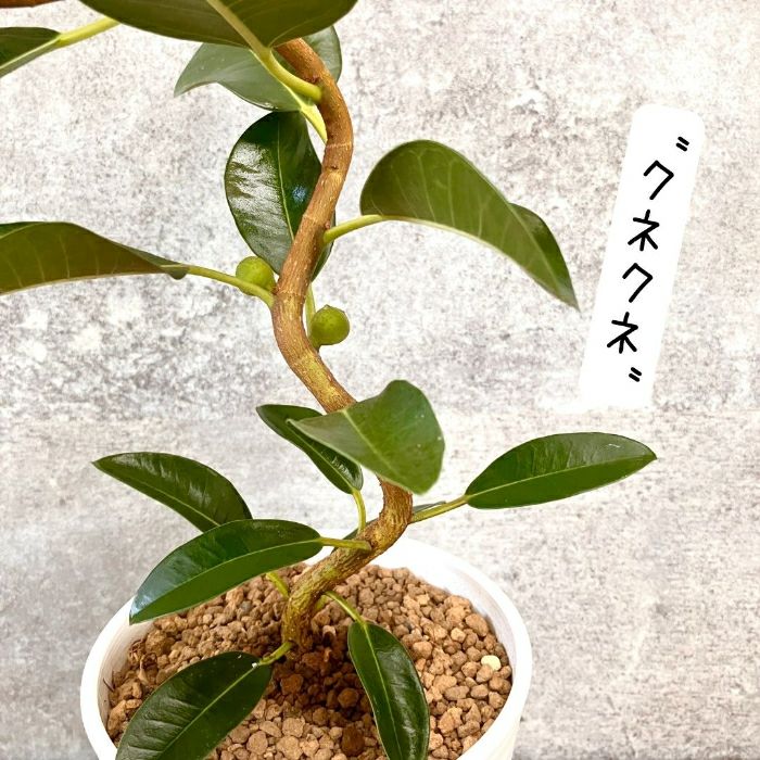 観葉植物現品販売