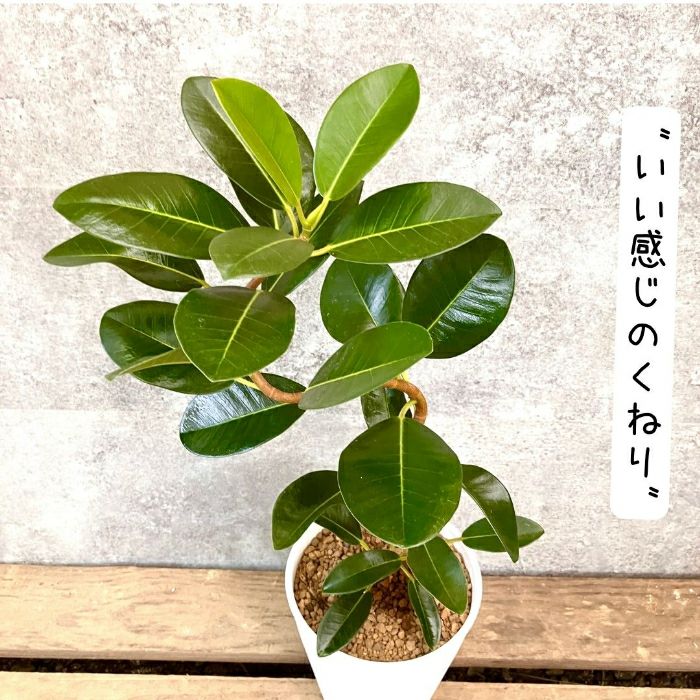 観葉植物現品販売