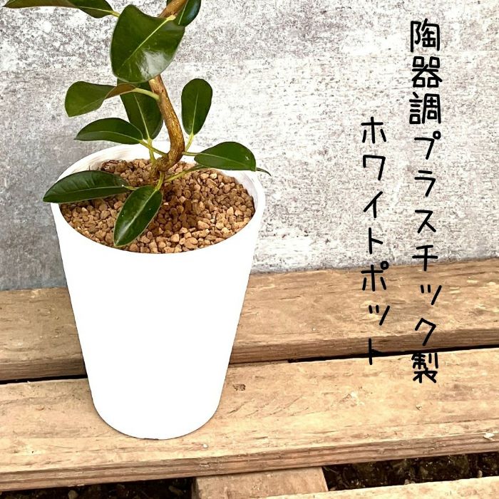 観葉植物現品販売
