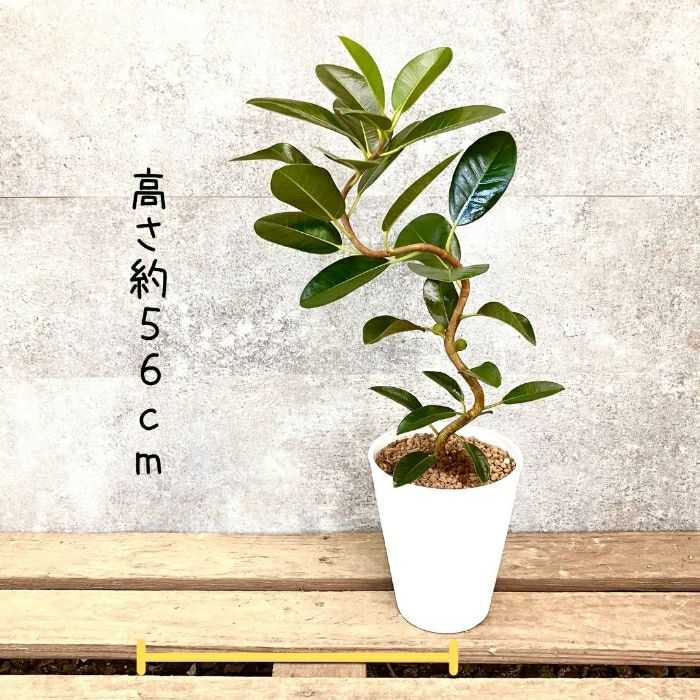 観葉植物現品販売