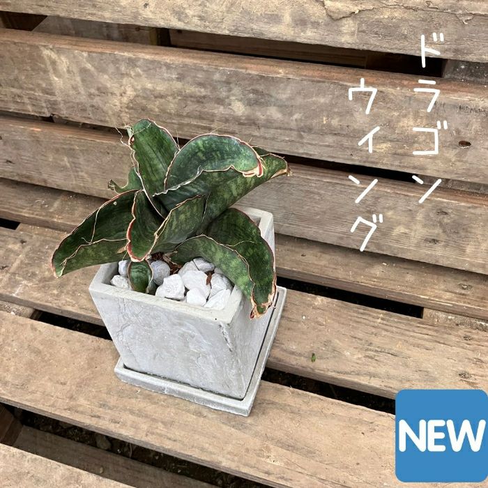 観葉植物現品販売