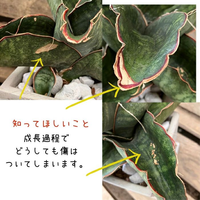 観葉植物現品販売