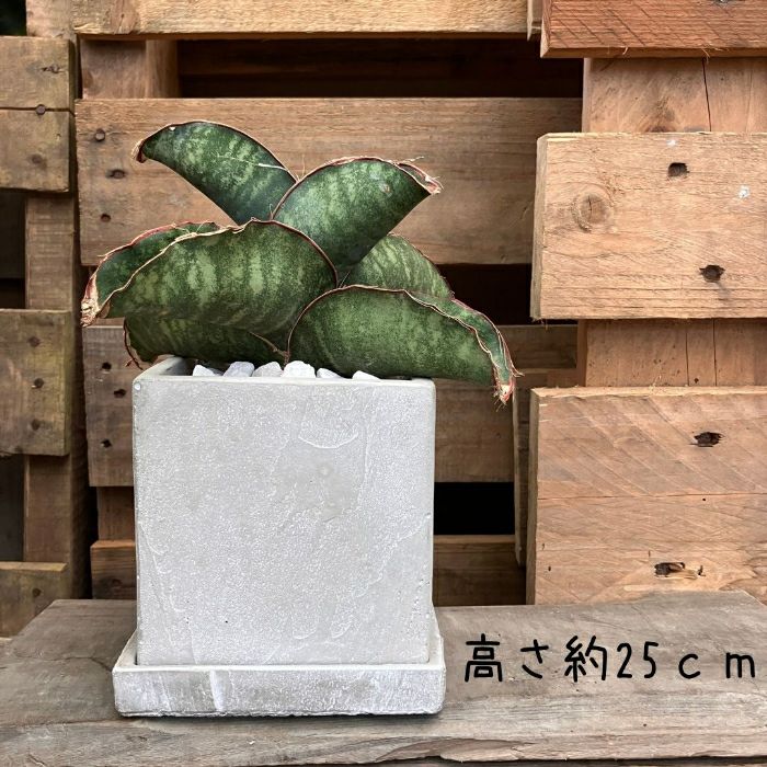 観葉植物現品販売