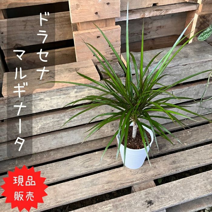 観葉植物現品販売