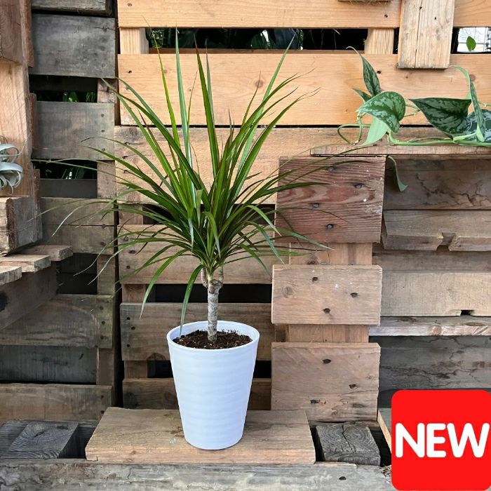 観葉植物現品販売