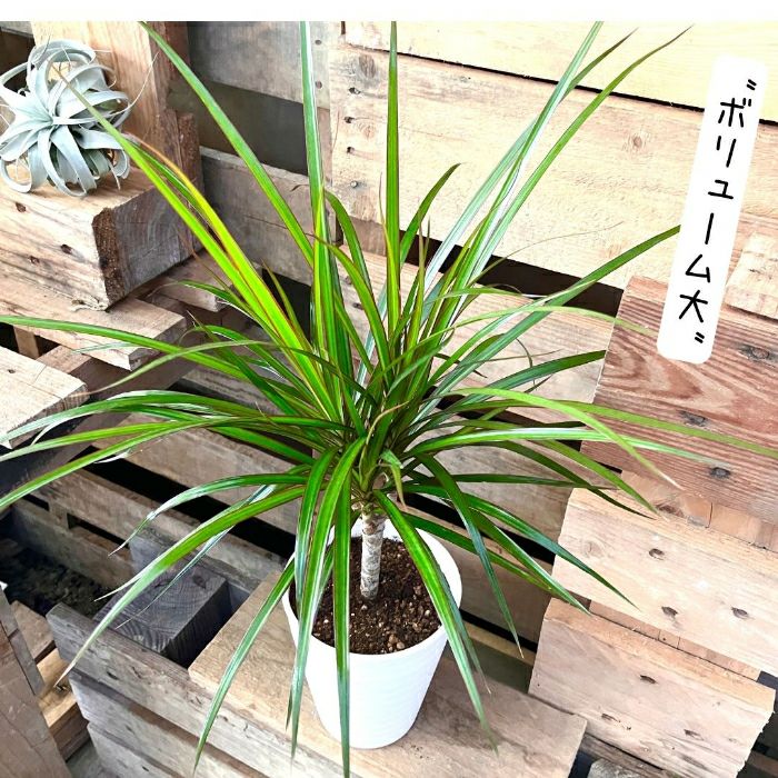 観葉植物現品販売