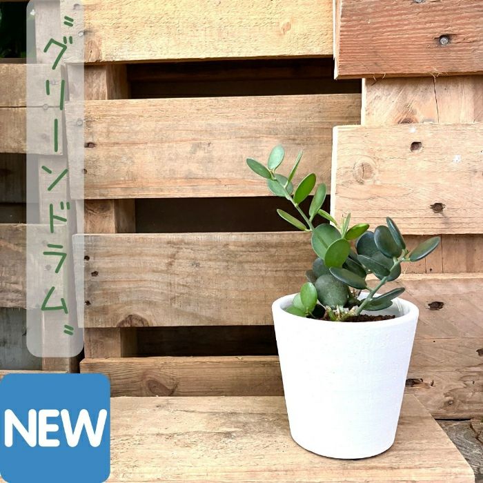 観葉植物現品販売