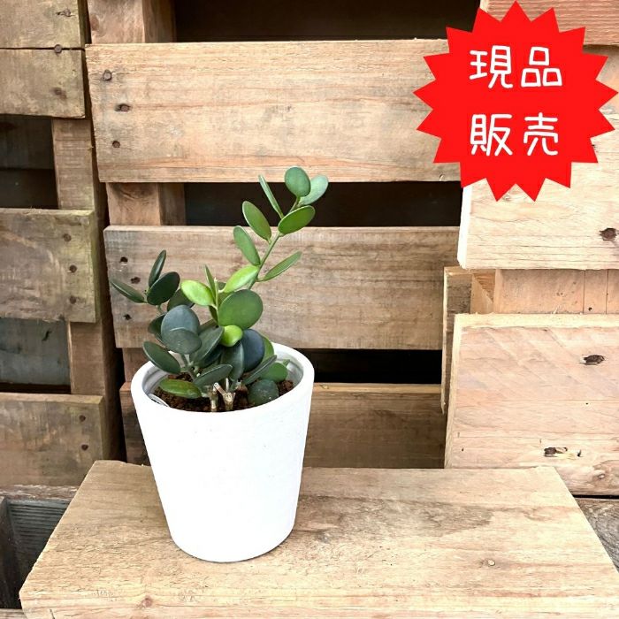 観葉植物現品販売