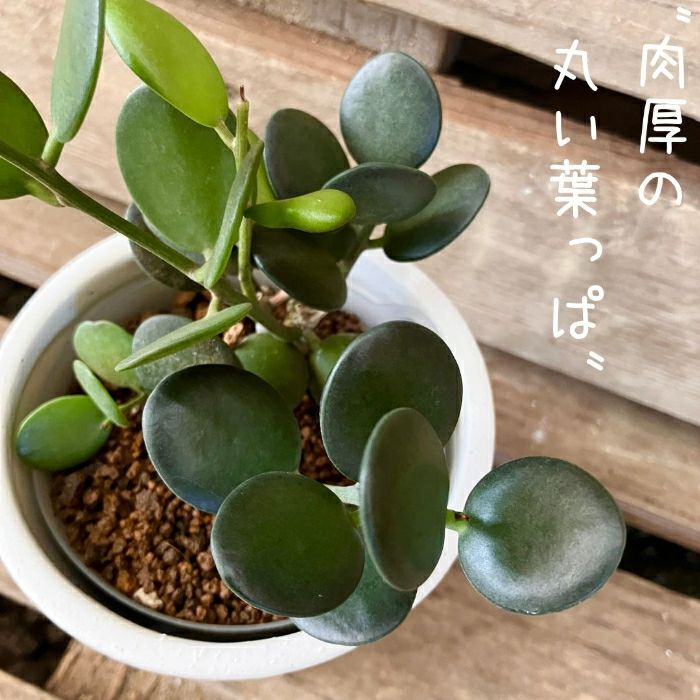 観葉植物現品販売