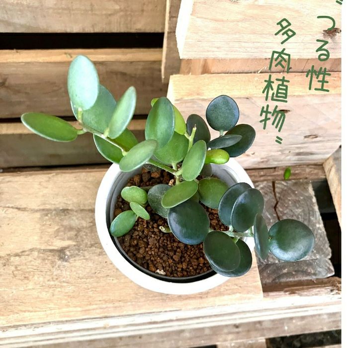 観葉植物現品販売