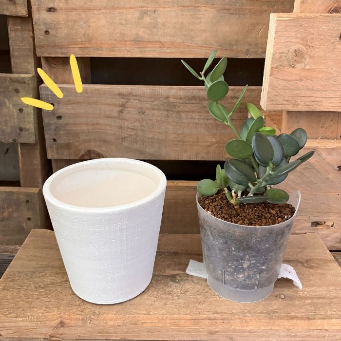 観葉植物現品販売