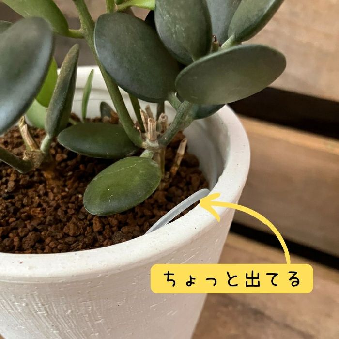 観葉植物現品販売