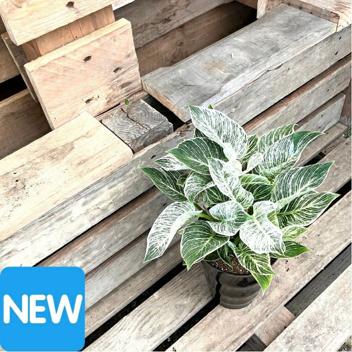観葉植物現品販売