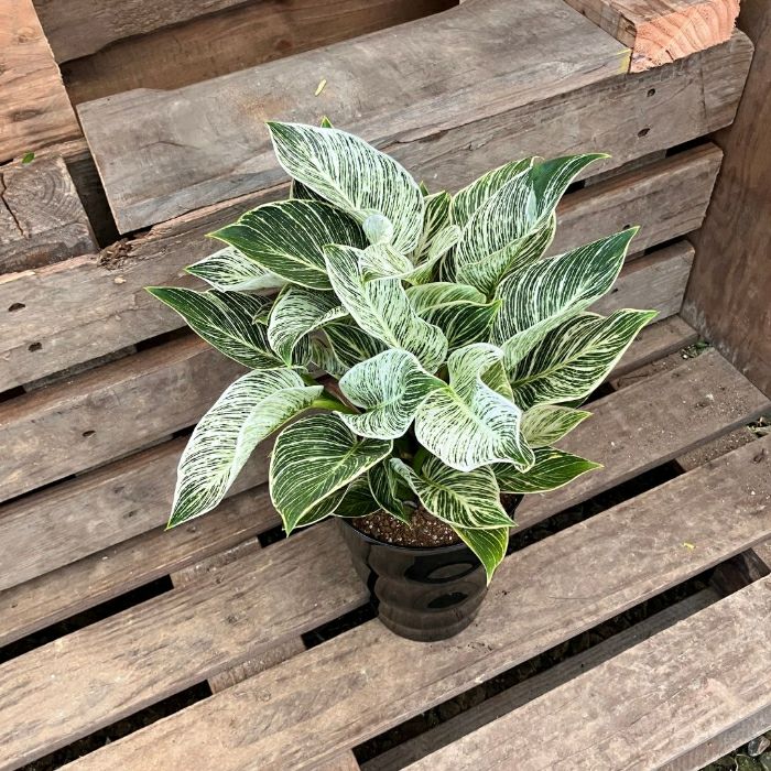 観葉植物現品販売