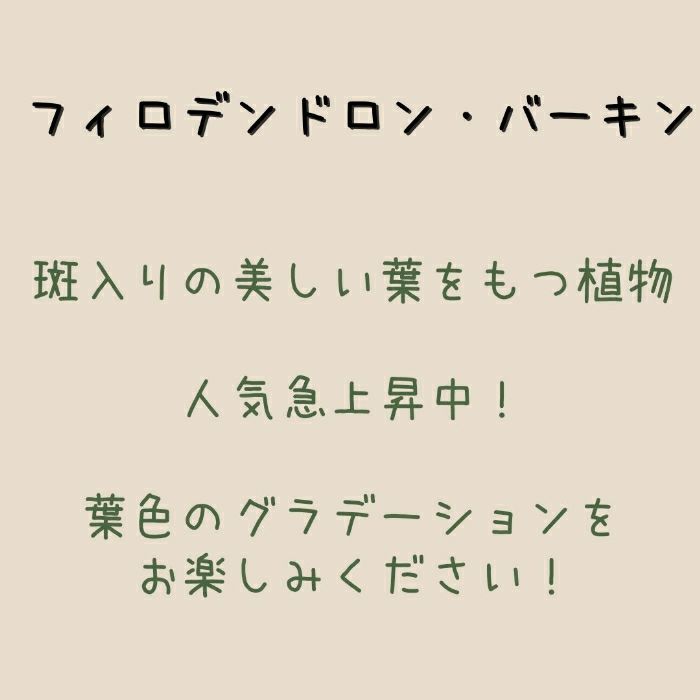 観葉植物現品販売