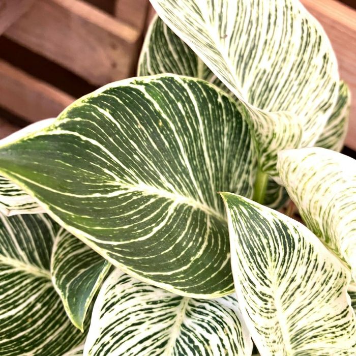 観葉植物現品販売