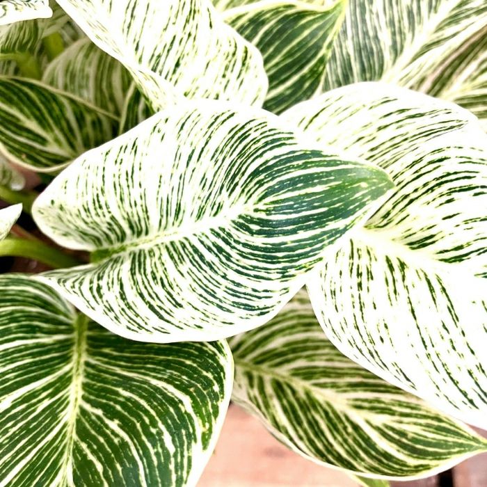 観葉植物現品販売