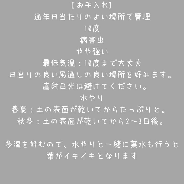 観葉植物現品販売