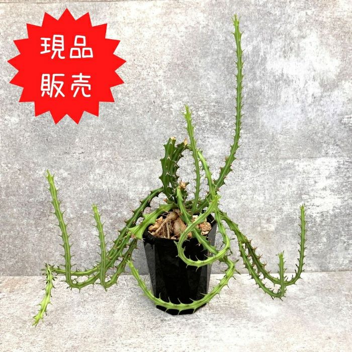 観葉植物現品販売