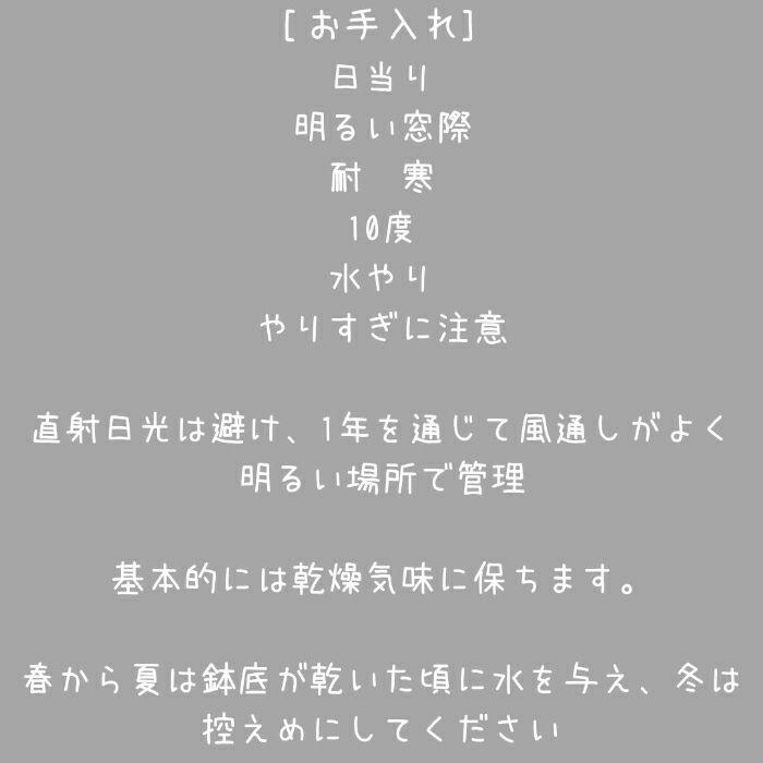 観葉植物現品販売