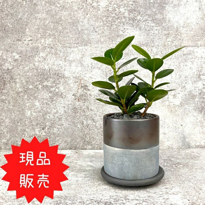観葉植物現品販売